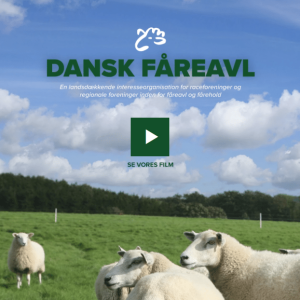 Dansk fåreavl 082025 Dansk fåreavl 082025